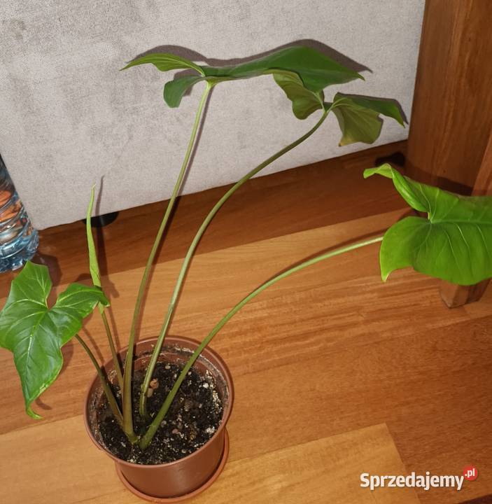 Duże syngonium nie znam dokładnego gatunku Warszawa