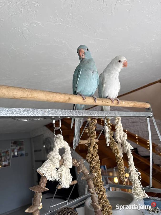 Aleksandretta parka ręcznie karmiona Mikołów