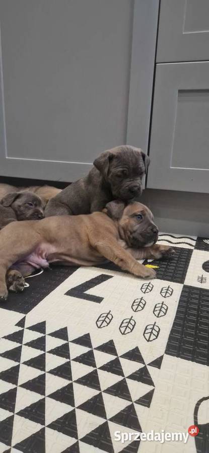 Cane Corso rodowodowe Bychawa