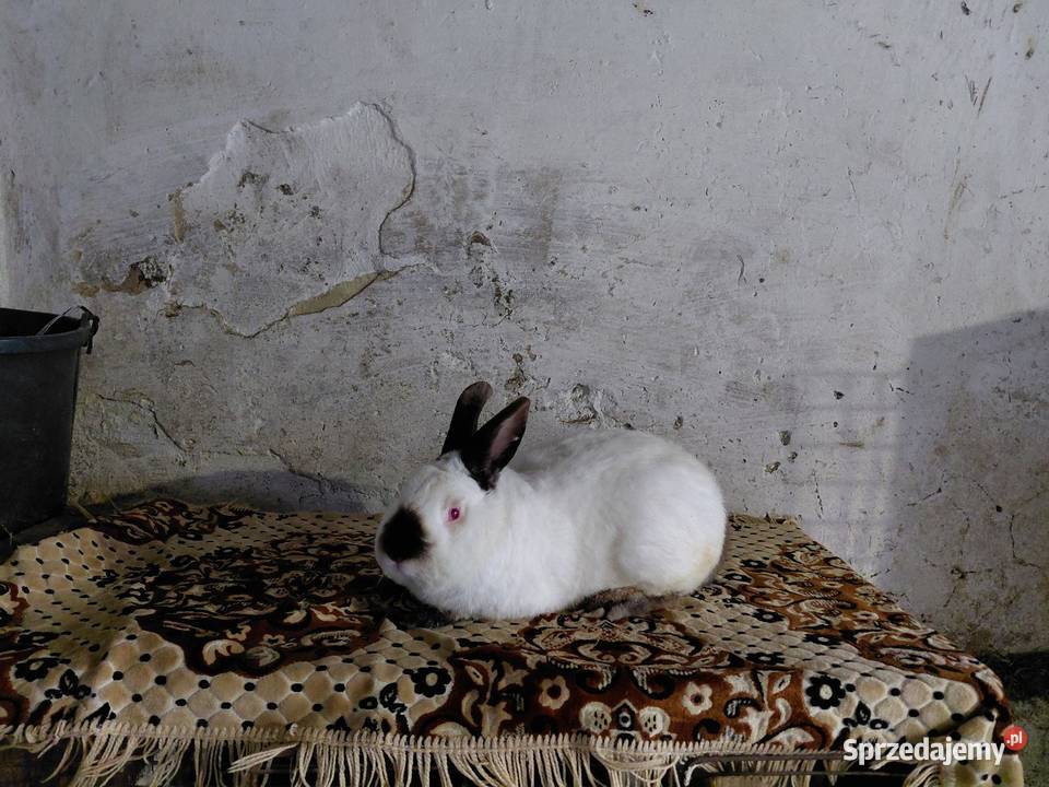 Króliki Samiec Kalifornijski Czarny Obarzym