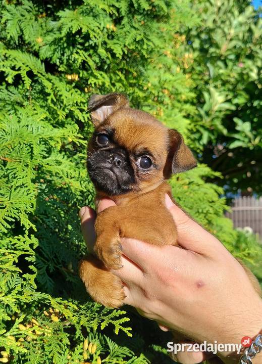 Gryfonik brabancki piesek championach rodowód