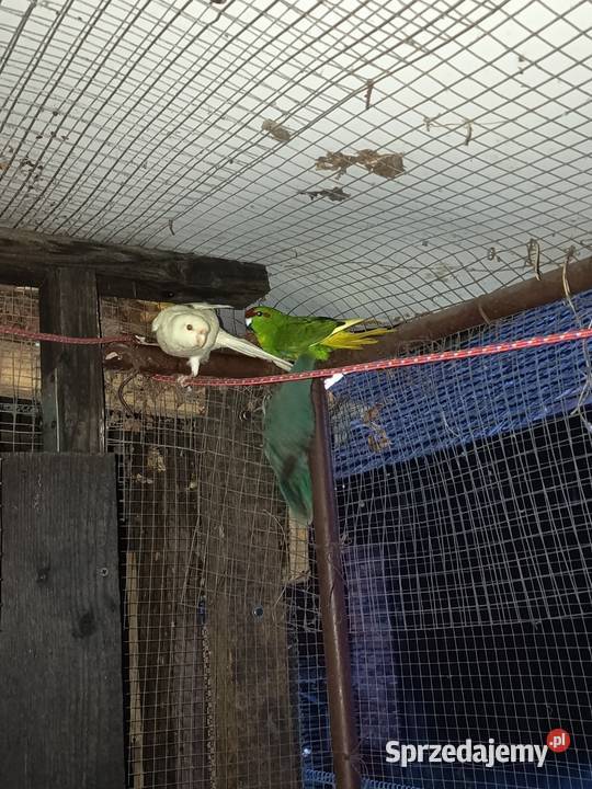 Modrolotka Ochodza sprzedam