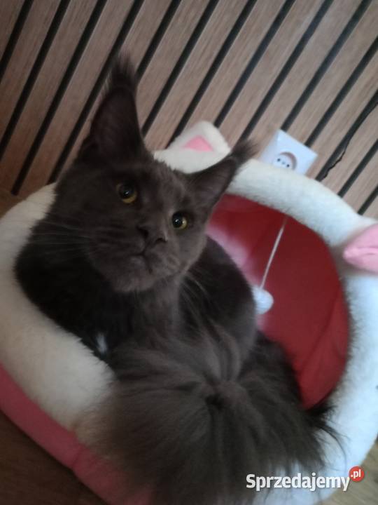 Rezerwacja Maine Coon kujawsko-pomorskie Kcynia