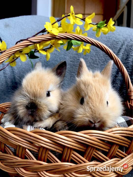 Króliki miniaturki teddy królik miniaturka Glinik Dolny