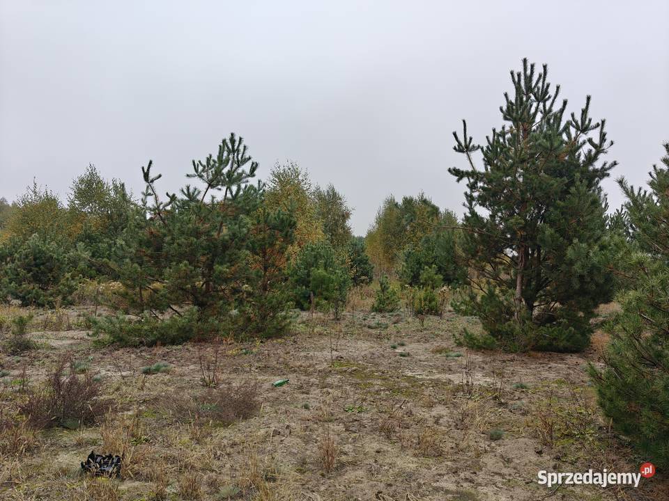 Nadbiel 138 ha rolna asfaltu 13800m2 Sprzedaż