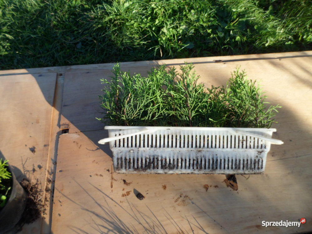 Krzewy ozdobne iglaki Rośliny mazowieckie Mszczonów