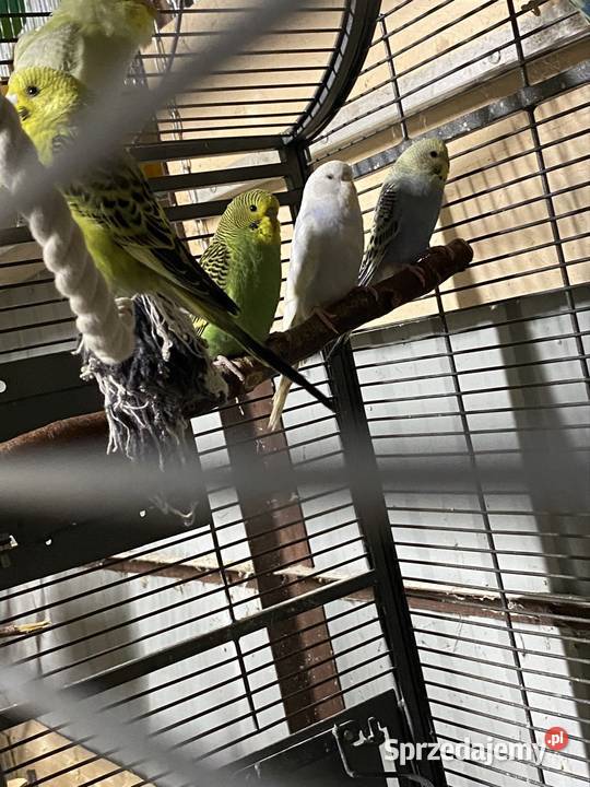 Papugi faliste wielkopolskie Damasławek