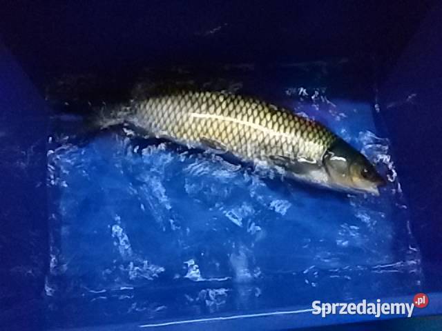 RYBY NA WIGILIĘ KARP KRÓLEWSKI AMUR JESIOTR łódzkie Łódź