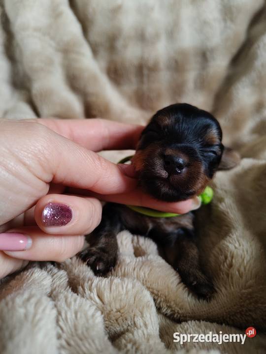 Yorkshire terrier do rezerwacji kujawsko-pomorskie Łążynek sprzedam