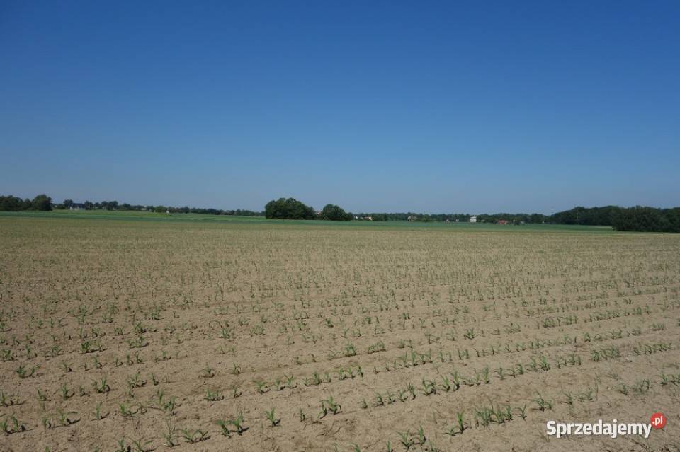 Skoczów Pruchna 115ha z prawem zabudowy w samym sprzedam
