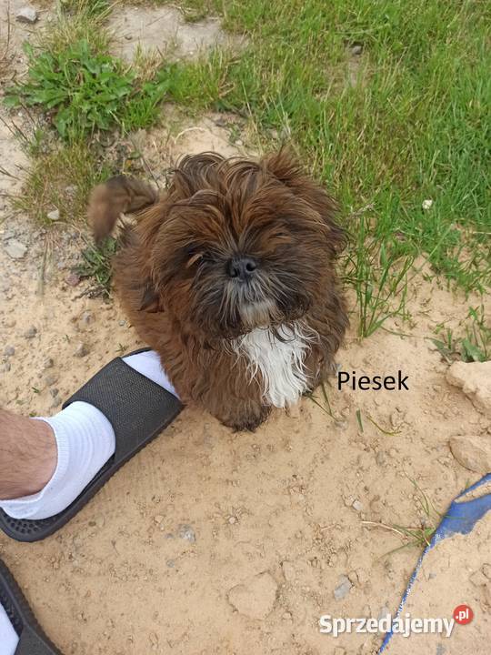 Psiaki z domowej hodowli Nosów-Kolonie