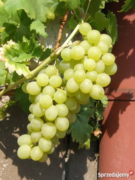 Sadzonki winorośli winogron winnica Kraków małopolskie Nieznanowice
