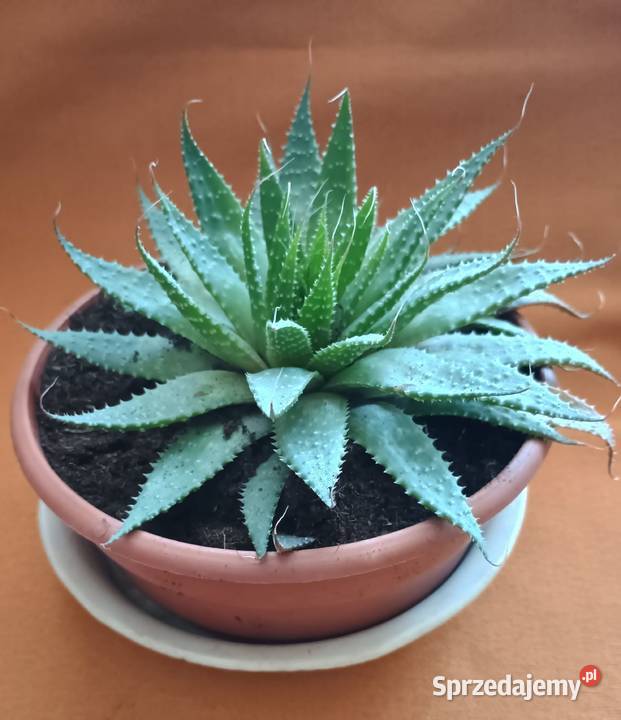 Aloes ościsty roślina doniczkowa śr17Kwiaty zielony Łódź