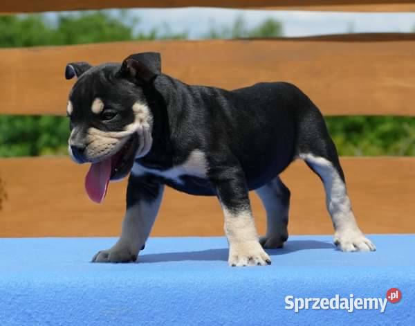 Ca de bou Dog z Majorki Słupia