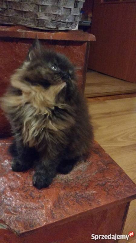 pers perskie kotki Wrocław