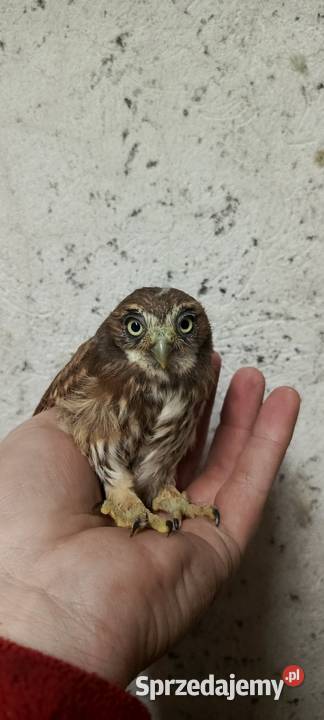 Sowy Sowa Sóweczka Brazylijska Glaucidium