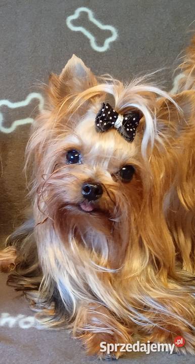 York maleńki piesek xxs Godów