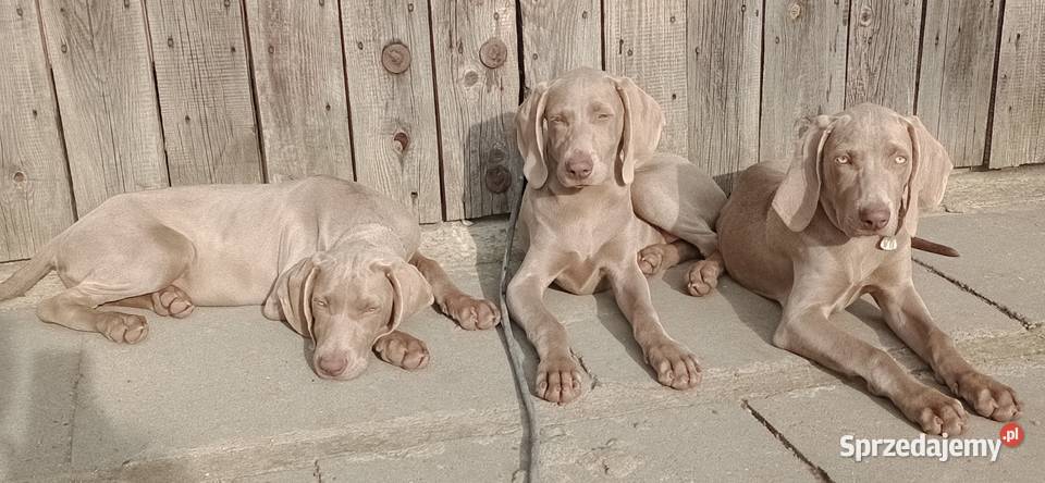 Szczeniaki wyżeł weimarski opolskie Michałówek