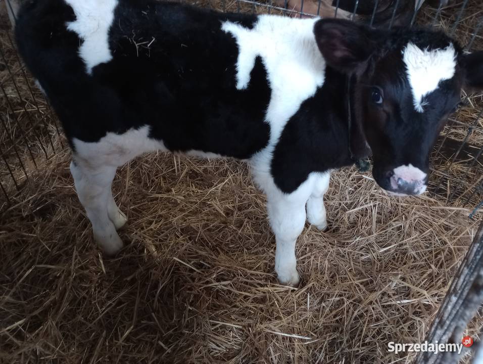 byczek cielak Bydło Bydło sprzedam