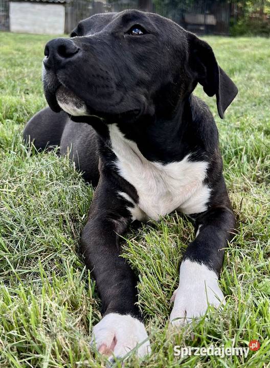 Amstaff szczeniak