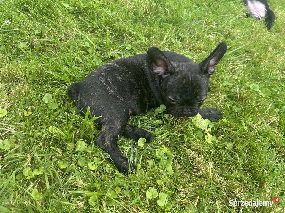 Piękne Buldogi Francuskie Zawiercie