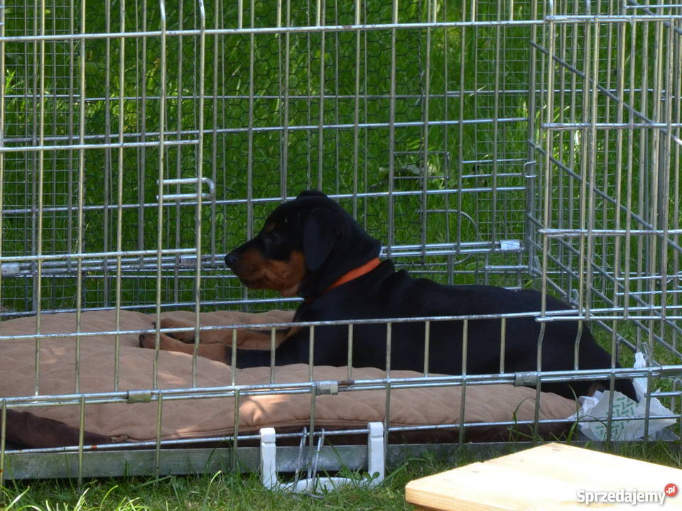 PINCZER ŚREDNI szczenięta z papierami ZKwP