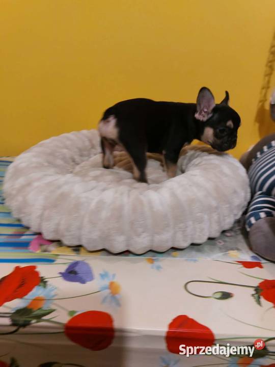 SuczkiPiesek buldog francuski Warszawy Płońsk