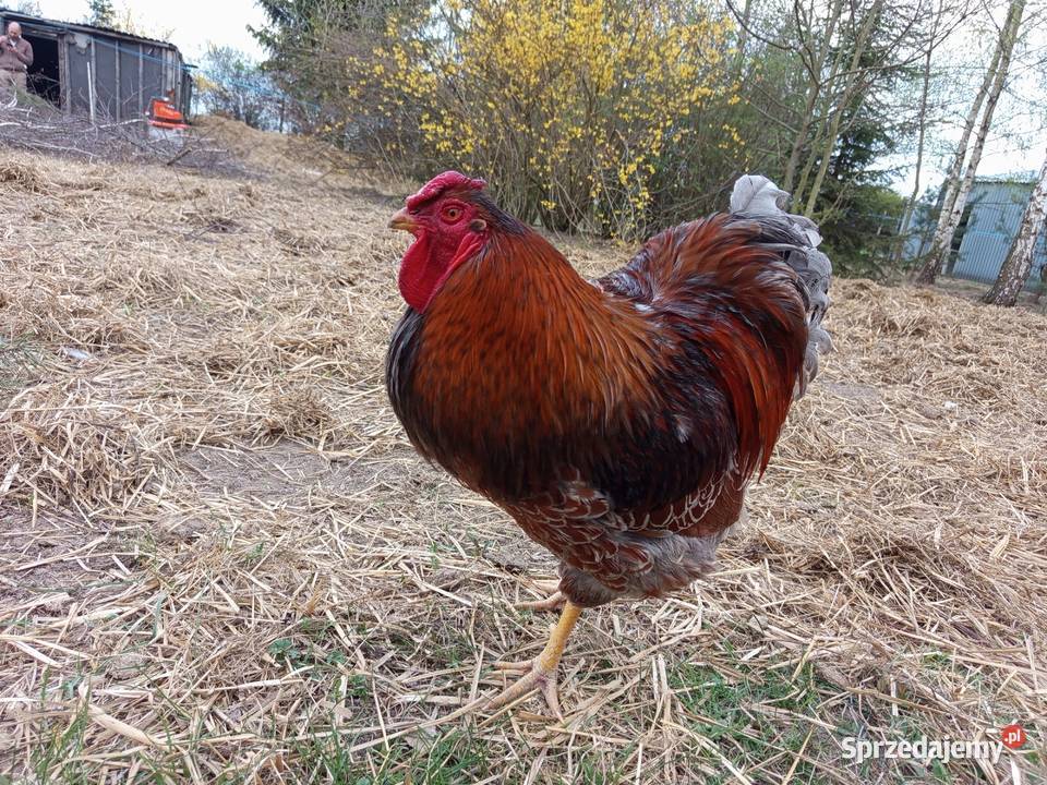 Kogut Wayandotta Blue Laced Gold Obrąb