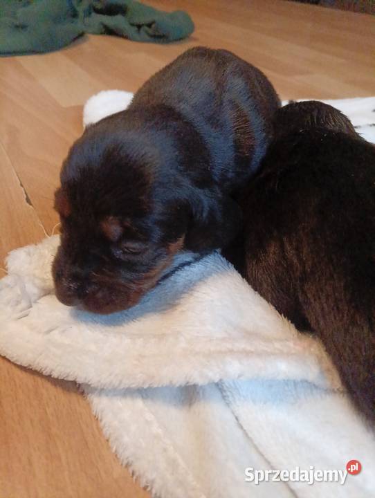 Polski Gończy do REZERWACJI Janowiec