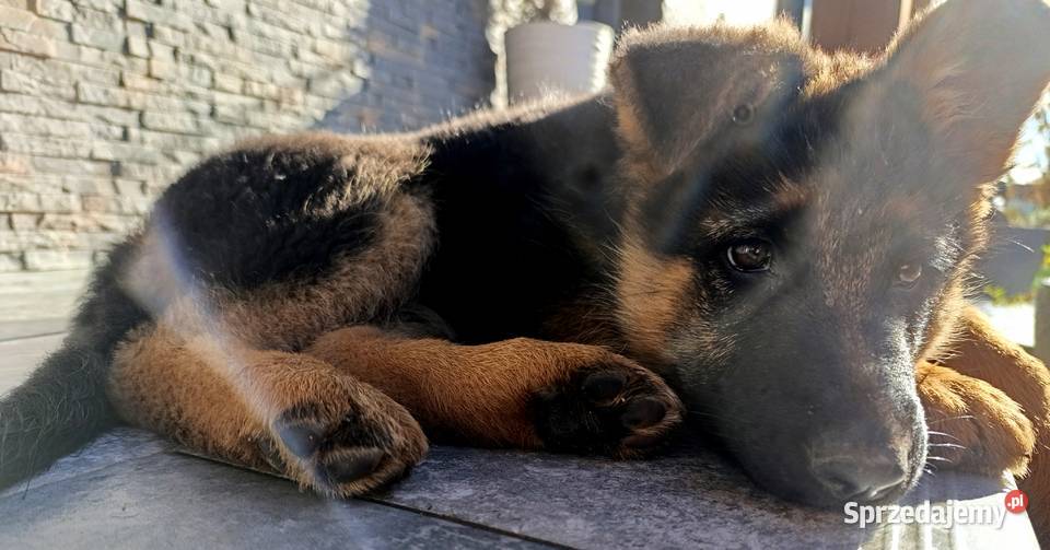 Owczarek Niemiecki opolskie Góra sprzedam