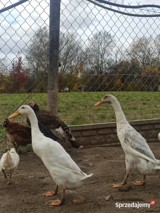 Kaczki biegusy biegusy indyjskie Krasnystaw sprzedam