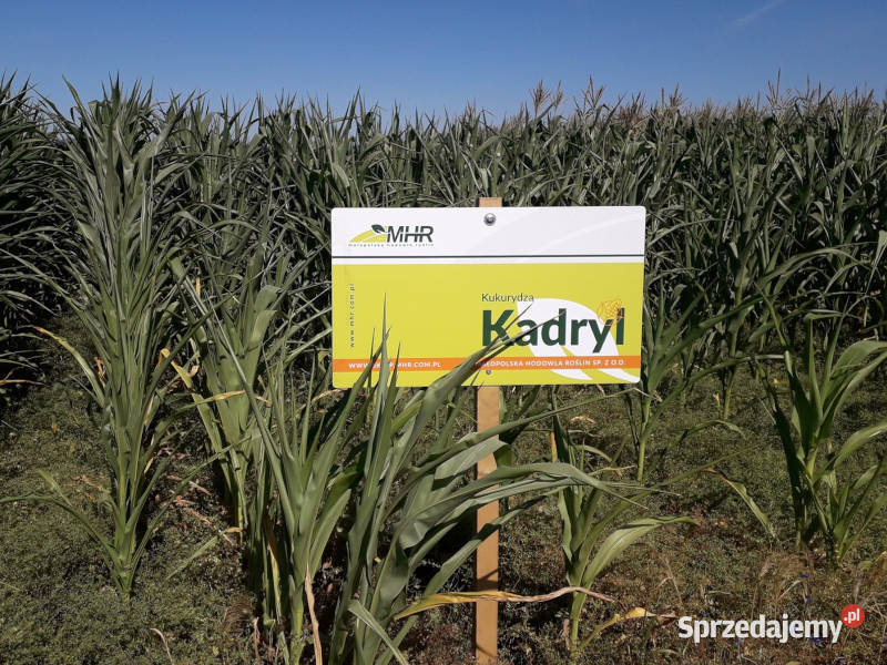 Nasiona kukurydzy MHR Kadryl na kiszonkę ziarno Pozostałe dolnośląskie Trzebnica