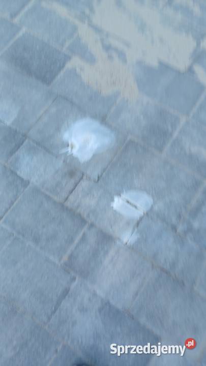 ZMYWACZ PLAM OLEJOWYCH 1L z kostki betonu Lublin