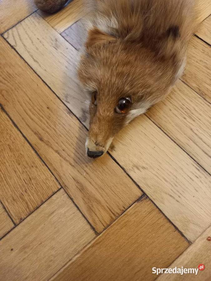 Kołnierz z lisa z mordka i łapkami rudy łódzkie Łódź