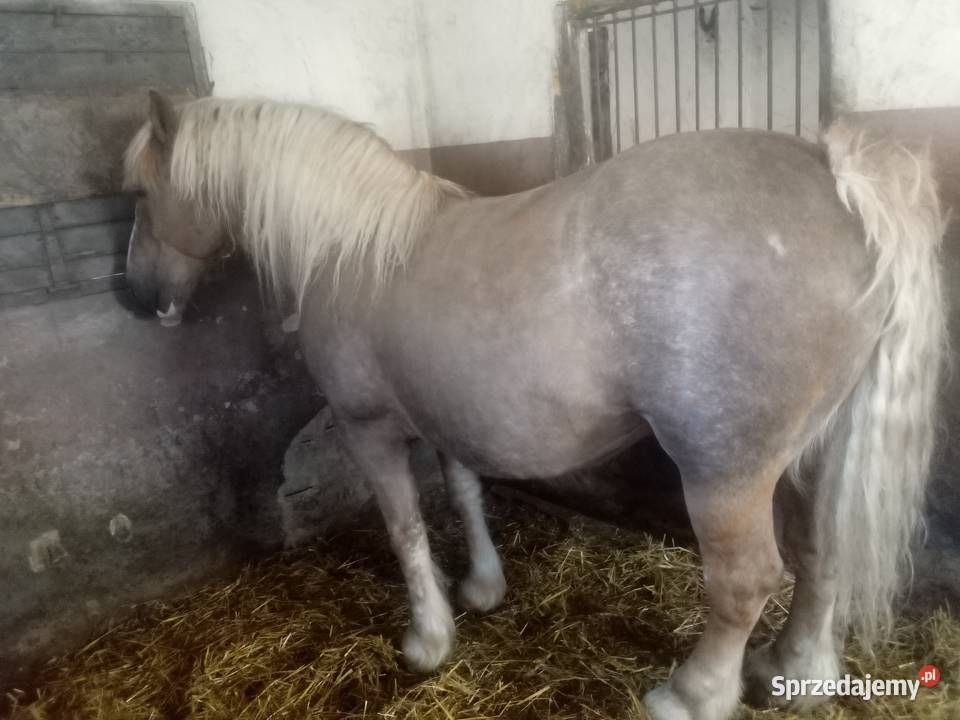 Klacz zimnokrwista wysokoźrebna