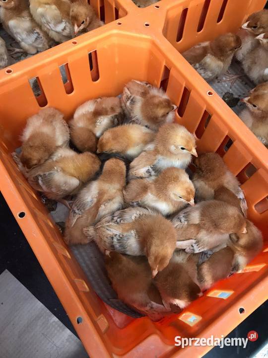 Pisklaki kury brojler Rosa Brązowa Blue Września