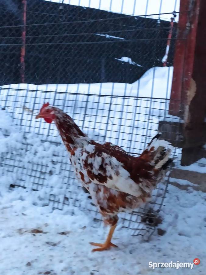 Koguty zargodowe i koguty liliputki Drób i ptactwo lubelskie