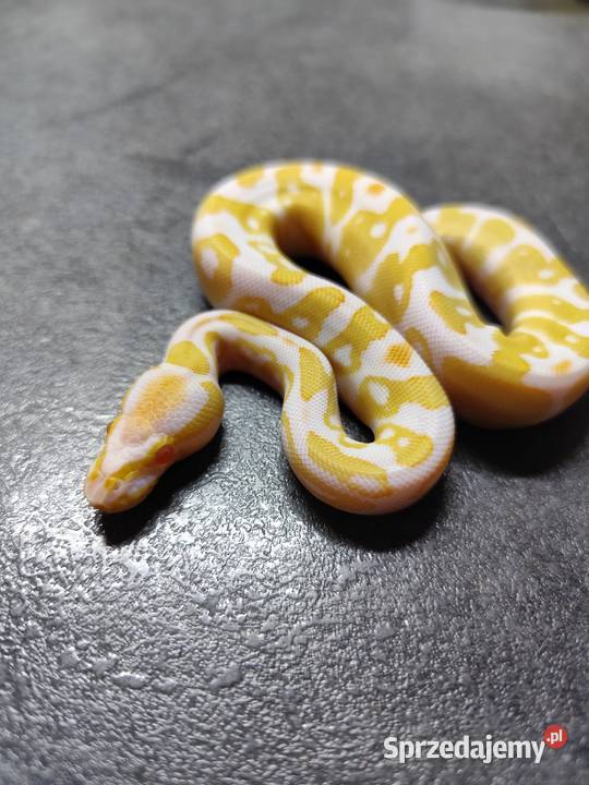 Pytony Królewskie Albino Zwierzęta mazowieckie Pruszków