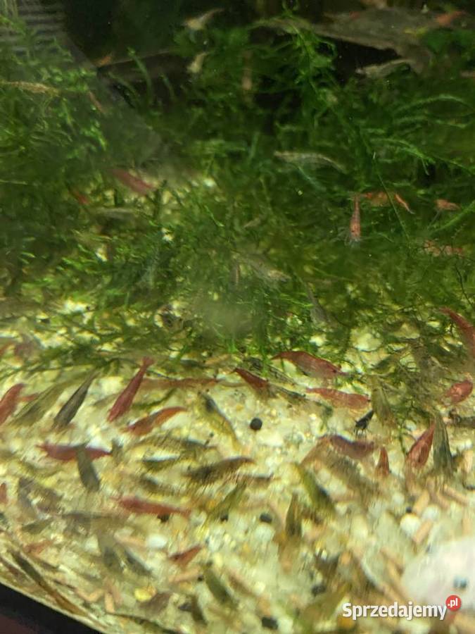 Mech Java moss Riccia pływająca lubuskie Gorzów Wielkopolski