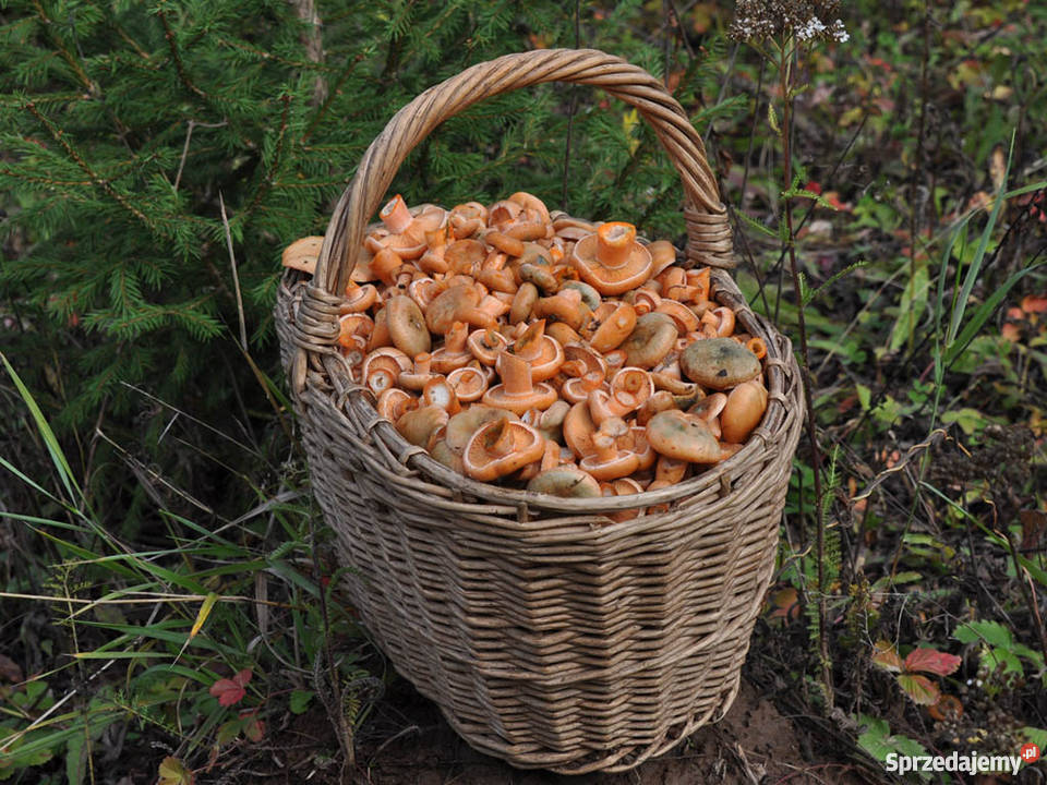 Grzybnia RYDZ Mleczaj Rydz Grzyby w Ogrodzie Kraków