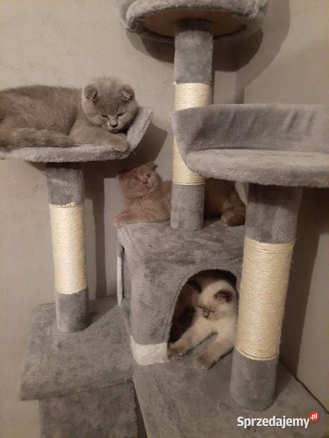 Kot brytyjski kot szkocki fold Płock