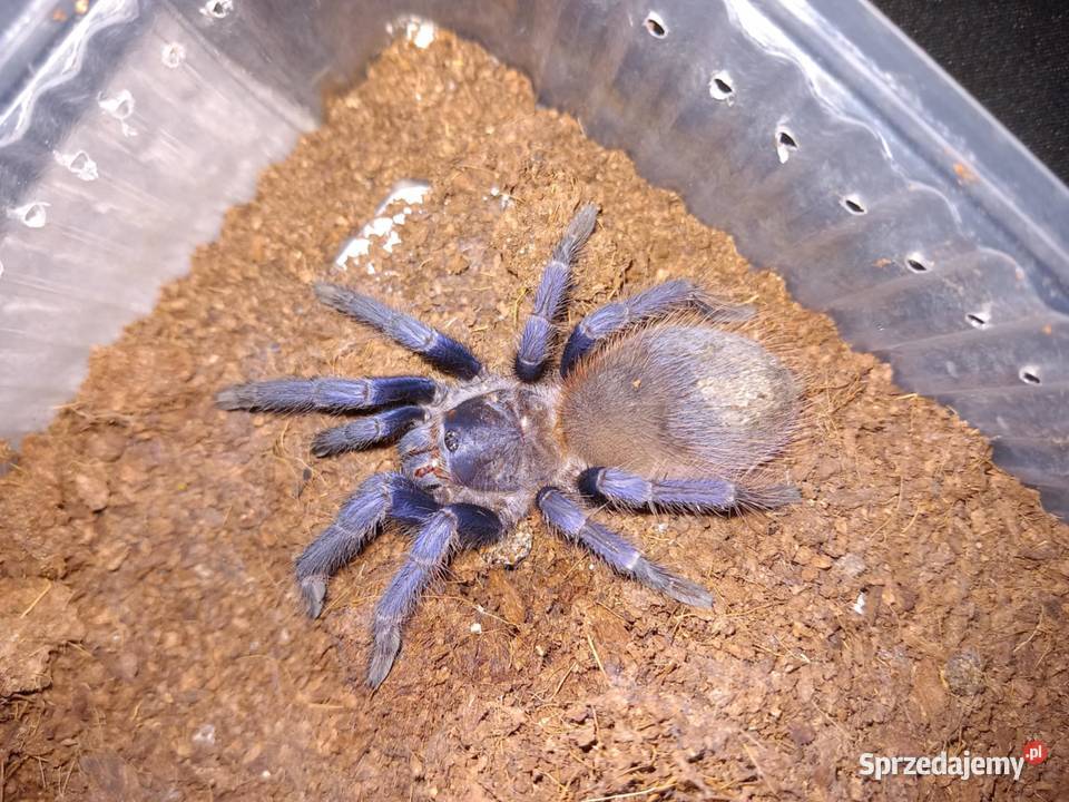 Pająki brachypelma boehmei i hamorii Korzenna
