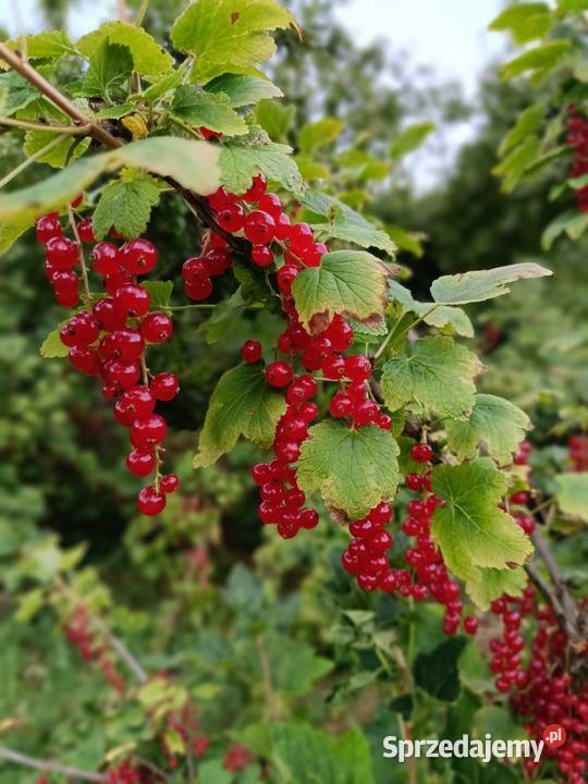 Sprzedam porzeczki czerwone