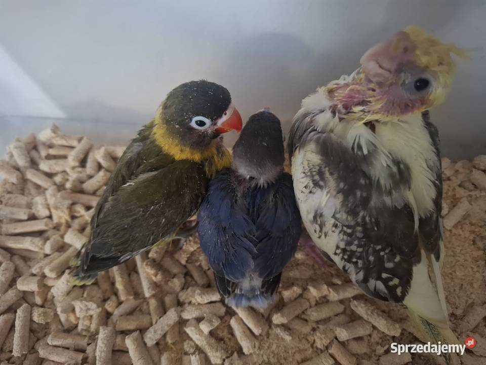 Nierozłączki czarnogłówki papugi ręcznie sprzedam