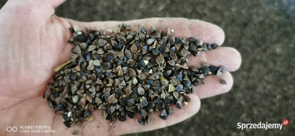 Gryka tatarka zbiór 2025 Zboża śląskie Waleńczów