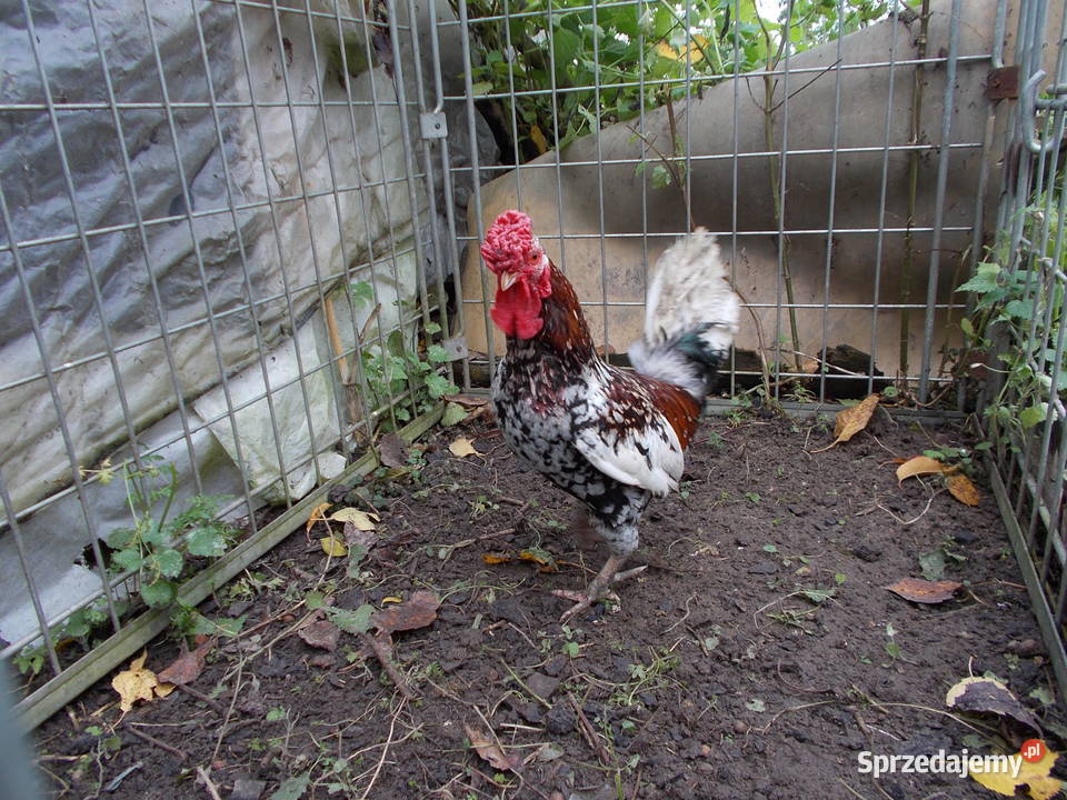 Liliputki nakrapiane różyczkowe para kogut kura Kutno