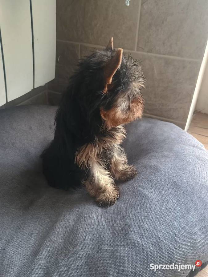 Yorkshire terrier mini piesek