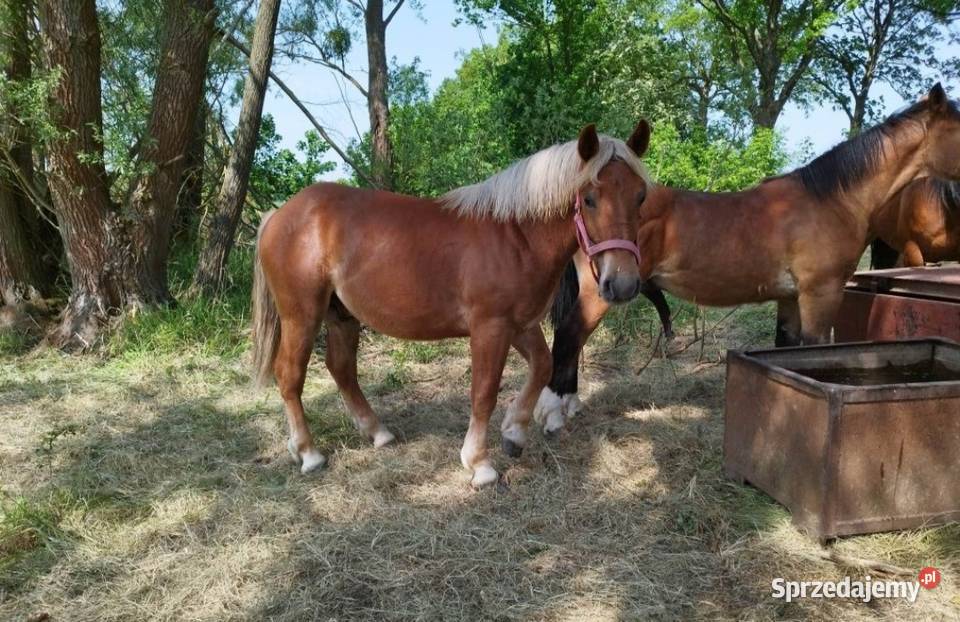 Ogierki zimnokrwiste Dyszno sprzedam