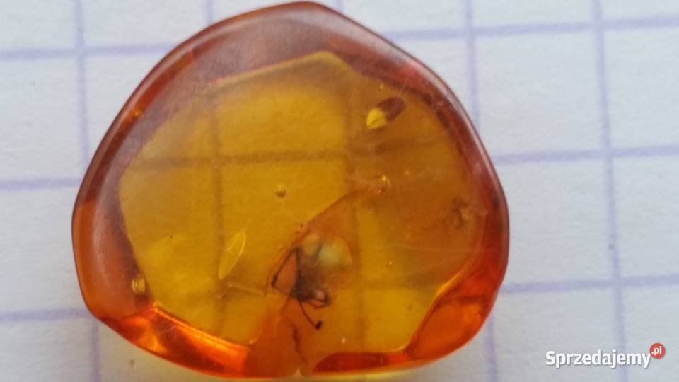 Pająk pseudoskorpion w bursztynie bałtyckim Suszec