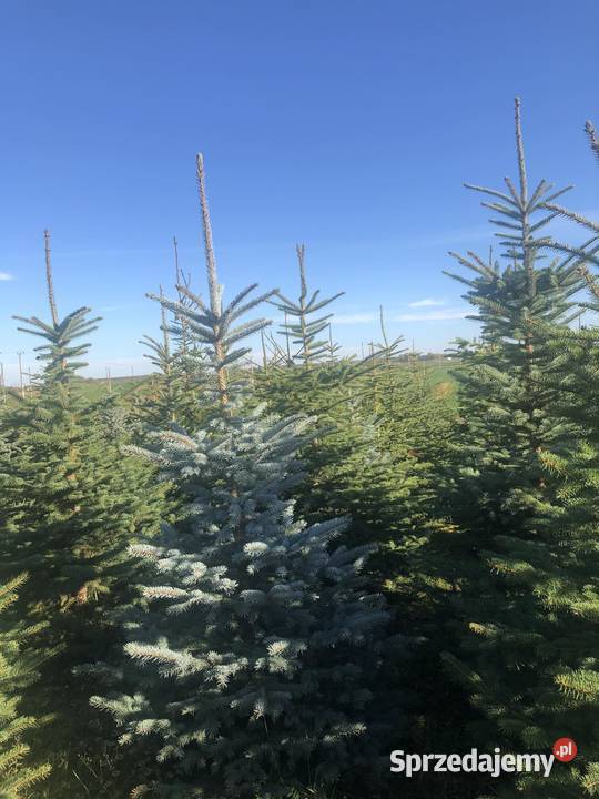 Choinki hutowo Maszki k. Wojciechowa